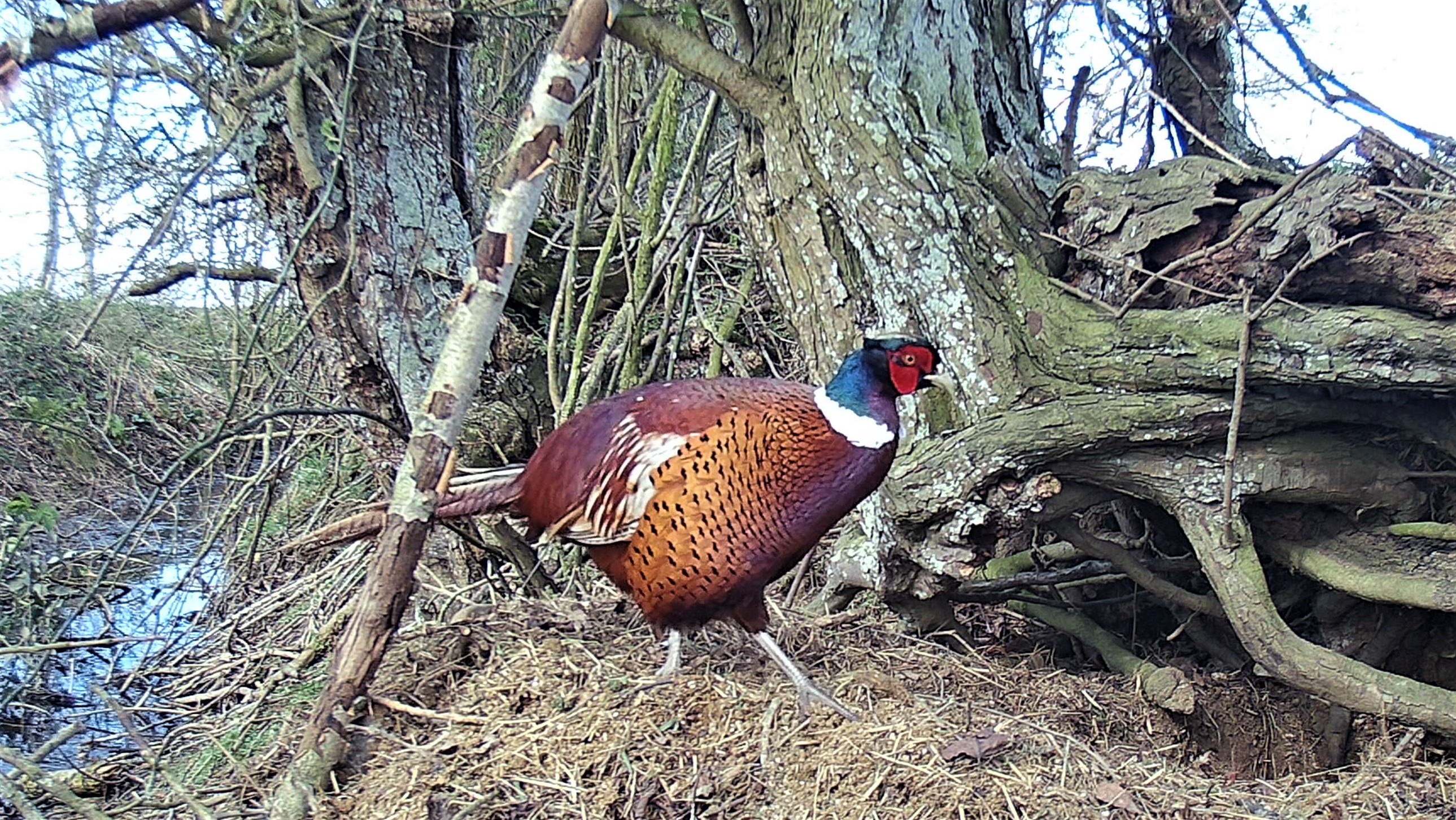 pheasant